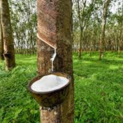 Natural Rubber
